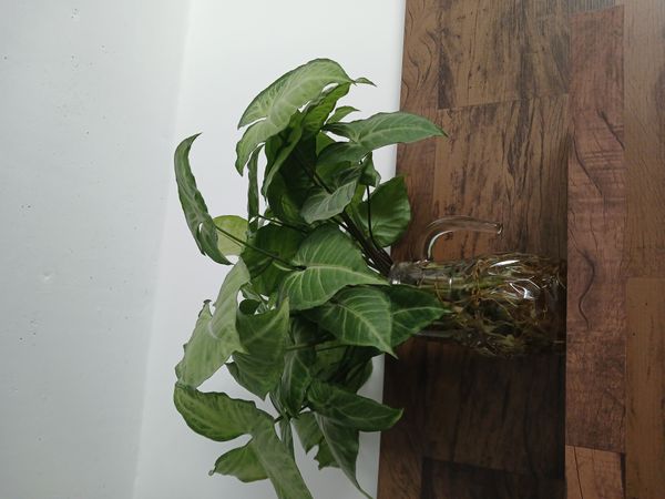 Identificação da planta Singônio por foto