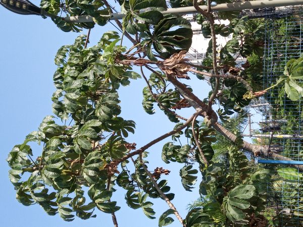 Identificação da planta Embaúba por foto