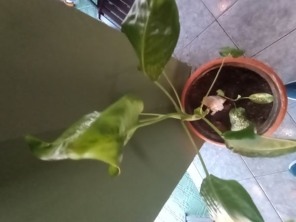 Identificação da planta Comigo-ninguém-pode por foto