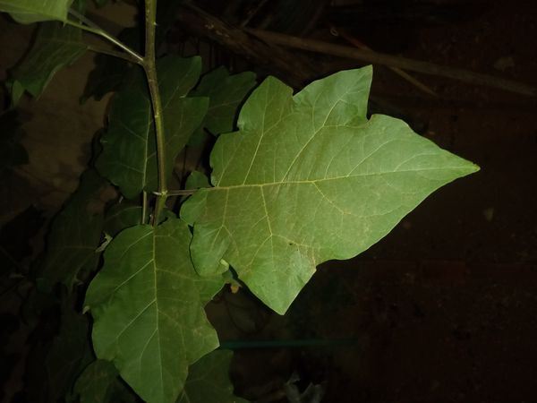 Identificação da planta Jilo por foto