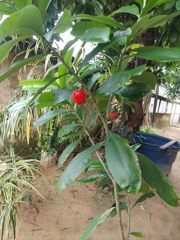 Identificação da planta Ahuá por foto