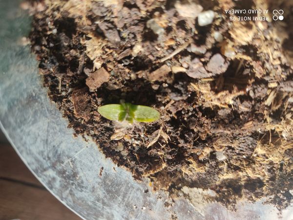 Identificação da planta Planta-carnívora-australiana por foto