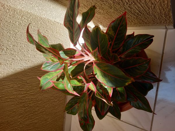 Identificação da planta Café de Salão por foto