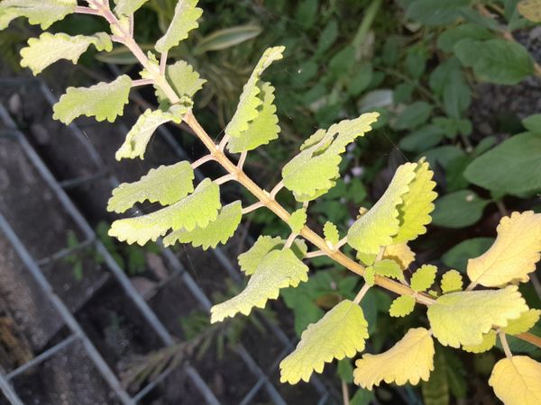 Identificação da planta Menta-de-rio por foto