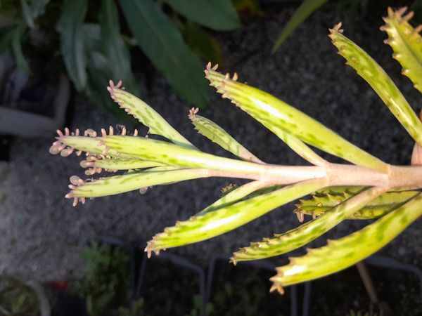 Identificação da planta Dedinhos de Anjo por foto