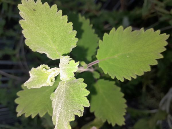 Identificação da planta Menta-de-rio por foto