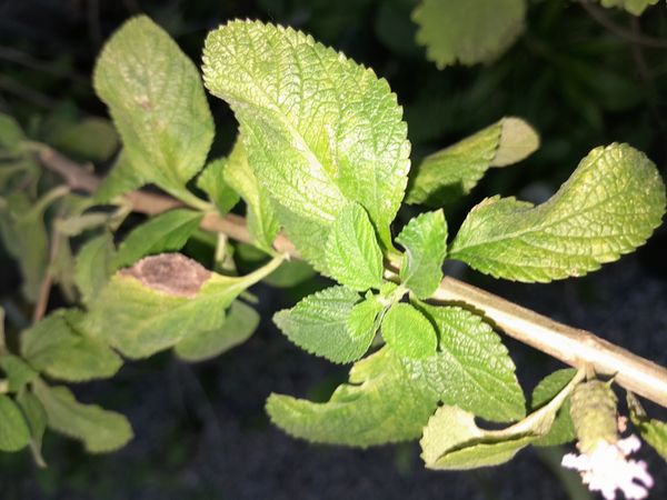 Identificação da planta Cidreira por foto
