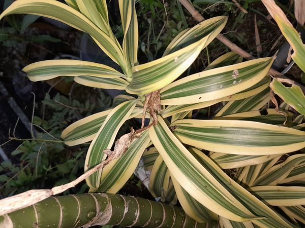 Identificação da planta Pleomele por foto