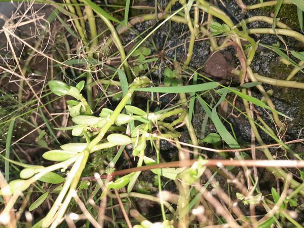 Identificação da planta Brahmi por foto