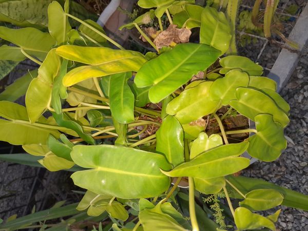 Identificação da planta Imbé por foto
