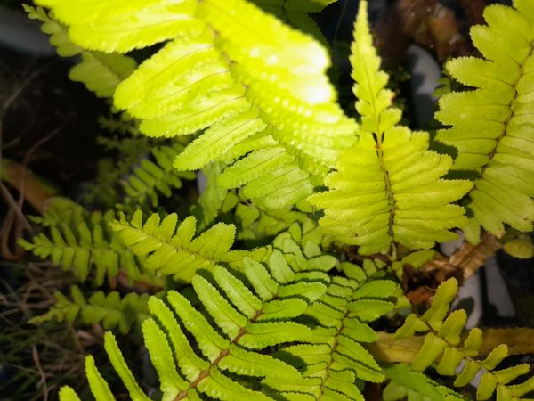 Identificação da planta Samambaia americana por foto
