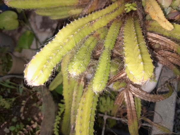 Identificação da planta Flor-da-noite por foto