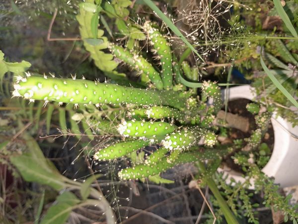 Identificação da planta Cacto-pedra por foto