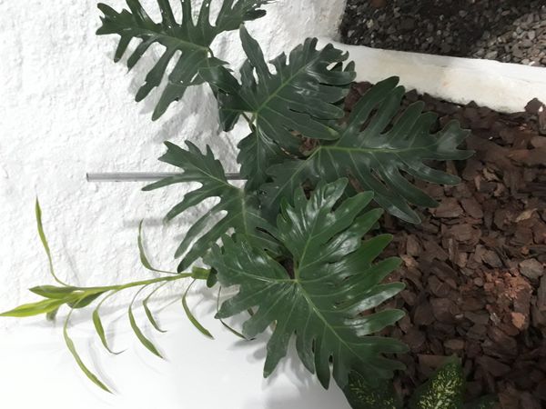 Identificação da planta Guaimbê por foto