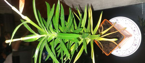 Identificação da planta Lírio por foto
