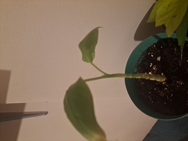 Identificação da planta Comigo-ninguém-pode por foto