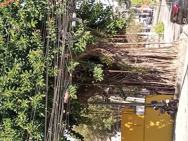 Identificação da planta Figueira-indiana por foto