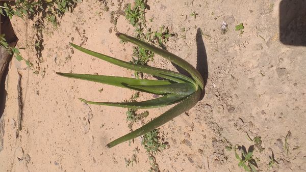 Identificação da planta Babosa por foto