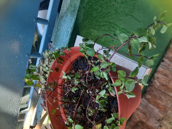 Identificação da planta Hortelã pimenta por foto