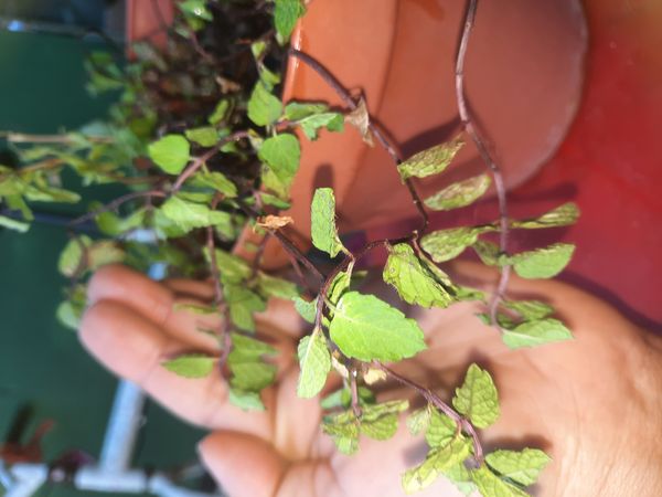 Identificação da planta Hortelã pimenta por foto