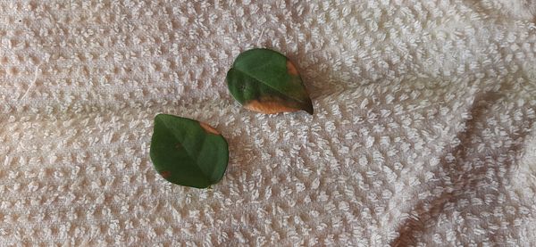 Identificação da planta Pitanga por foto