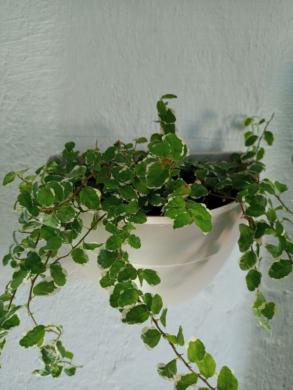 Identificação da planta Samambaia-de-jardim por foto