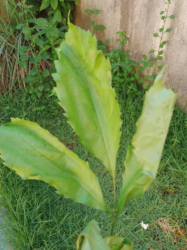 Identificação da planta Aucuba-japônica por foto