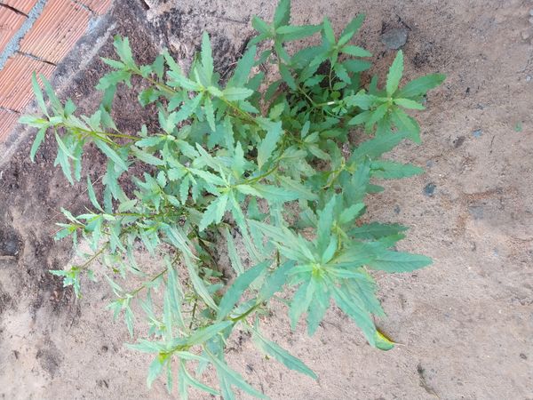 Identificação da planta Mastruz por foto