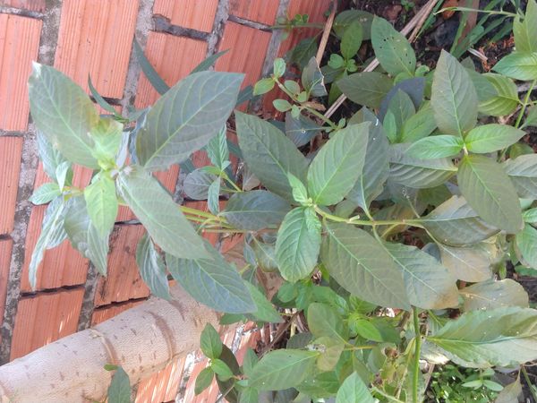 Identificação da planta Penicuíca por foto