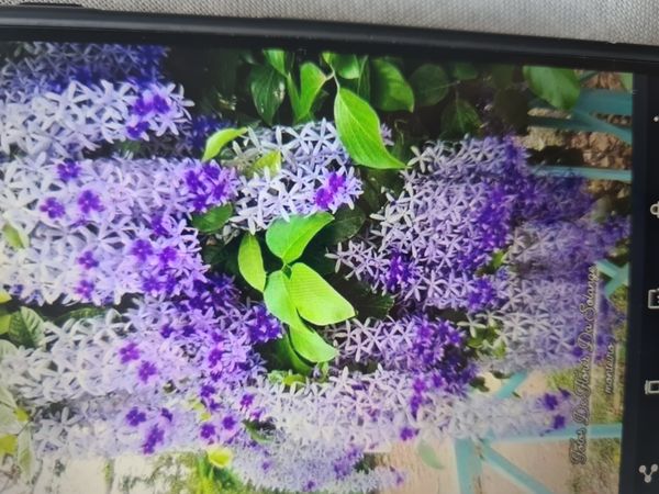Identificação da planta Primavera por foto