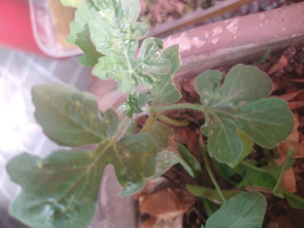 Identificação da planta Melancia por foto