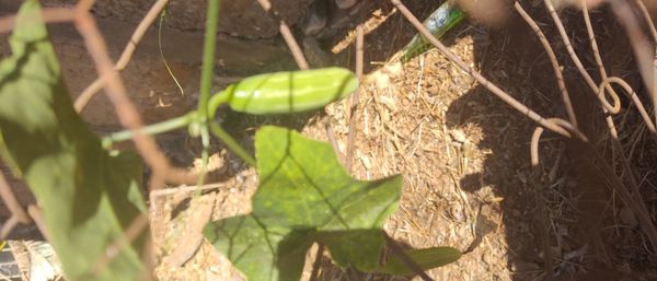 Identificação da planta Tindora por foto