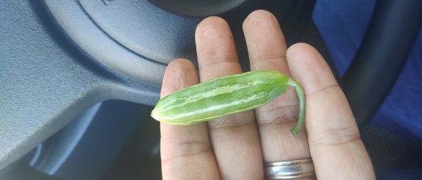 Identificação da planta Tindora por foto