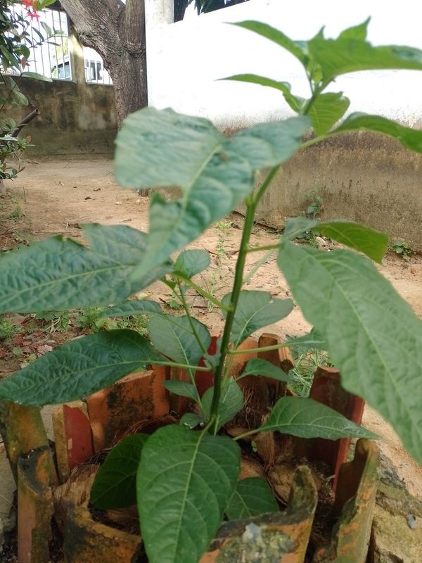 Identificação da planta Pimenta-de-cheiro por foto