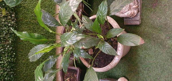 Identificação da planta Como cuida do lirio por foto