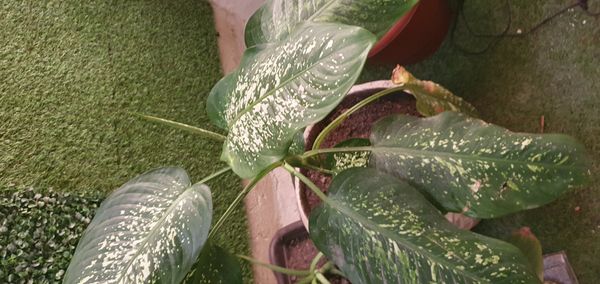 Identificação da planta Comigo-ninguém-pode por foto