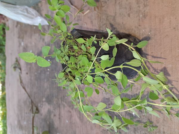 Identificação da planta Manjerona por foto