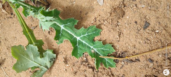 Identificação da planta Cardo-santo por foto