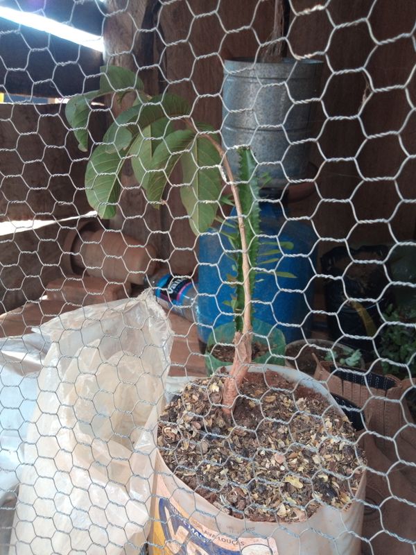Identificação da planta Amora-silvestre por foto