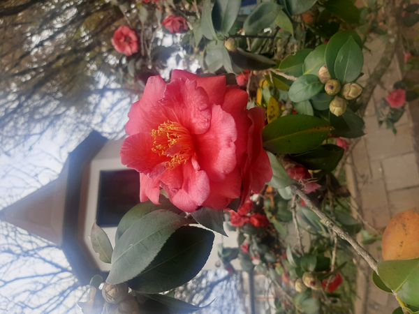 Identificação da planta Sasanqua por foto