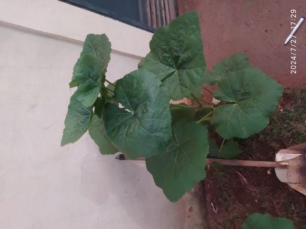 Identificação da planta Malva-rosa por foto