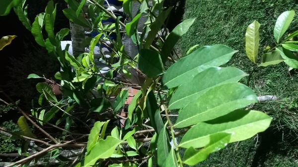 Identificação da planta Araticum-montês por foto