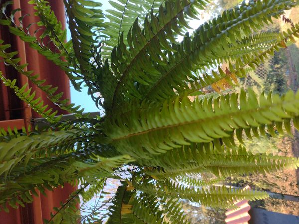 Identificação da planta Samambaia por foto