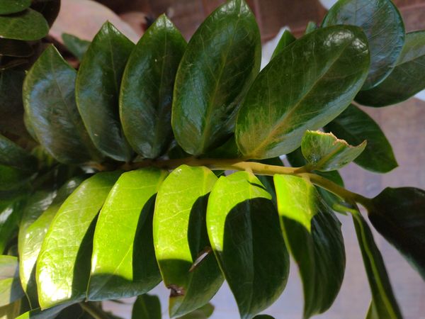 Identificação da planta Zamioculcas por foto