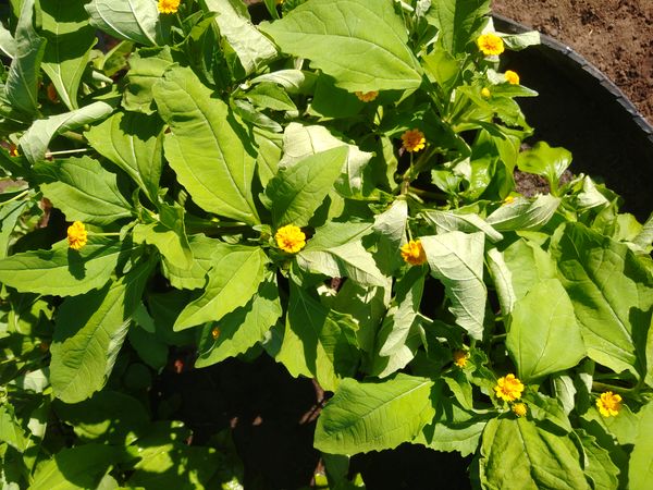 Identificação da planta Vassourinha-de-botão por foto