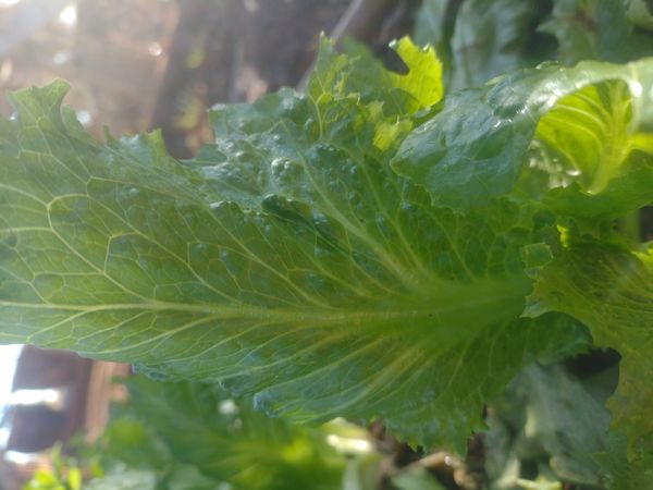 Identificação da planta Mostarda por foto