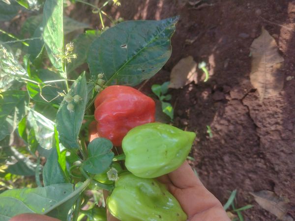Identificação da planta Pimenta-de-cheiro por foto