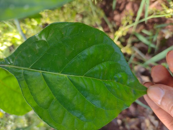 Identificação da planta Pimenta por foto