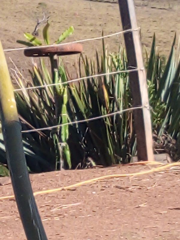 Identificação da planta Agave-brava por foto
