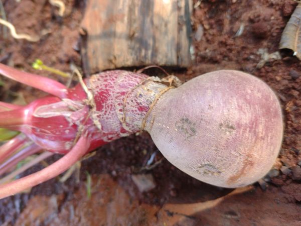 Identificação da planta Cebola-do-mato por foto